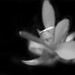Denise Low Photo 34