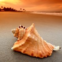 Dawn Russo Photo 7