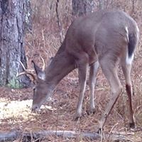 David Mcalpine Photo 6