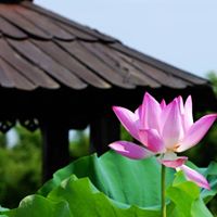 Lin Cheng Photo 7
