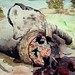 Ivory Hunter Photo 25