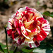 Bob Rose Photo 41