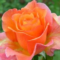Rose Provenzano Photo 7