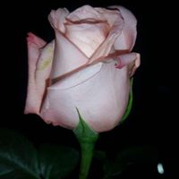 Jeanette Cortes Photo 4