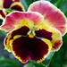Pansy Summers Photo 13