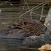 Brenda Beavers Photo 35