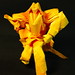 Trung To Photo 27