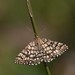 Steven Heath Photo 43