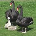 Devon Black Photo 37