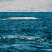 Mark Musculus Photo 12