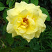 Arthur Rose Photo 36