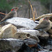 Robin Flicker Photo 16