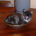 Linda Yawn Photo 16