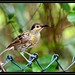 Robin Latham Photo 33