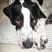 Jack Pointer Photo 21