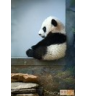 Li Guo Photo 14