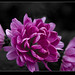 Joan Hand Photo 27