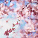 Hope Cherry Photo 19