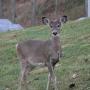Marie Morrell Photo 22