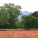 Mark Shibata Photo 13