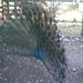 Joel Peacock Photo 26