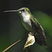Suzanne Bird Photo 35