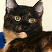 Tasha Good Photo 24