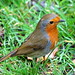 Robin Green Photo 50
