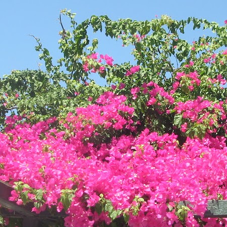 Sylvia Hahn Photo 11