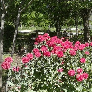 Shirley Jean Photo 14
