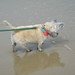 Diann Bailey Photo 23
