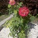 Genevieve Bush Photo 20