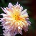Jay Kumar Photo 30