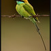 Anand Swamy Photo 31