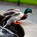 Stephen Mallard Photo 21