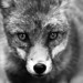 Wade Fox Photo 38
