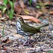 Alice Bird Photo 42