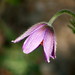 Violet Bell Photo 35
