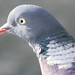 David Pidgeon Photo 36