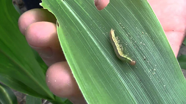 Eileen Borer Photo 9