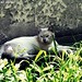 Emil Pela Photo 15