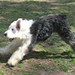 Foster Tanner Photo 22