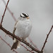 Michael Sparrow Photo 31