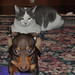 Dennis Toby Photo 12