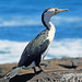 David Gipp Photo 17
