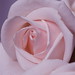 Ruth Rose Photo 38