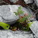 Flora Hart Photo 16