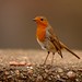 Robin Stead Photo 24