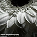 Harold Gerber Photo 15