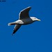 Douglas Herring Photo 43